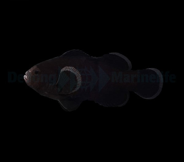 Amphiprion ocellaris (Midnight) - DJM Bred