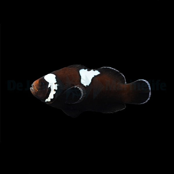 Amphiprion ocellaris (Midnight Lightning) - DJM Bred