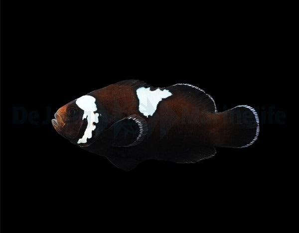 Amphiprion ocellaris (Midnight Lightning) - DJM Bred