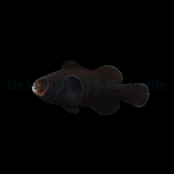 Amphiprion ocellaris (Midnight) - DJM Bred