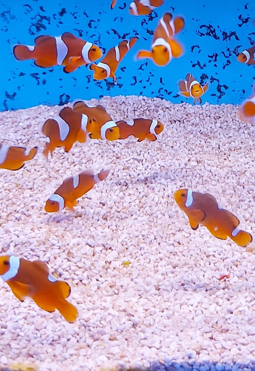 Amphiprion ocellaris (Misbar) - DJM Bred
