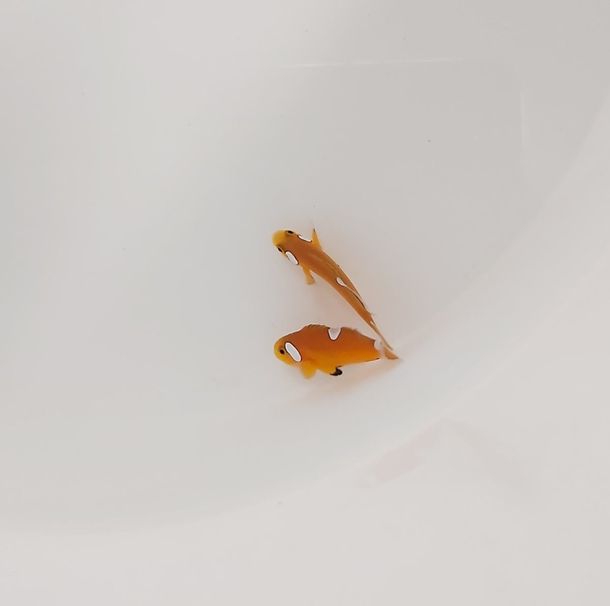 Amphiprion ocellaris (Misbar) - DJM Bred