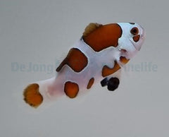 Amphiprion ocellaris (Mocha Storm) - DJM Bred