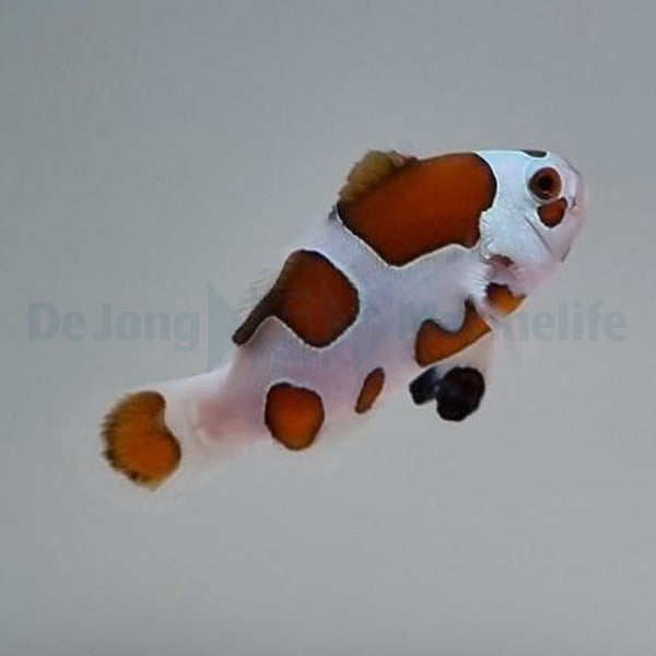 Amphiprion ocellaris (Mocha Storm) - DJM Bred