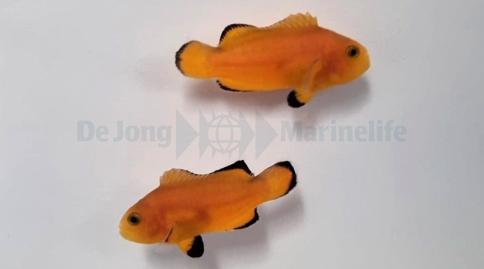 Amphiprion ocellaris (Naked) (Pair)  - T.B.