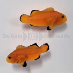 Amphiprion ocellaris (Naked) (Pair)  - T.B.