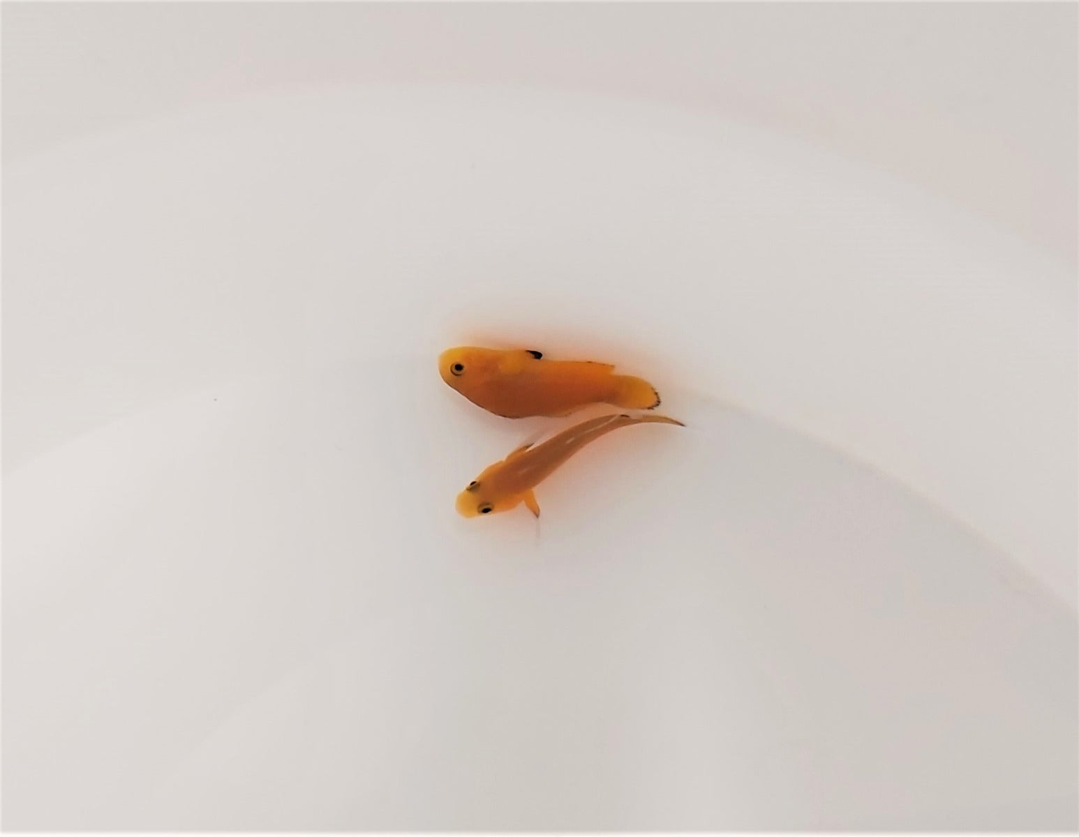 Amphiprion ocellaris (Naked) (Pair)  - T.B.