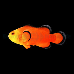 Amphiprion ocellaris (Naked) - DJM Bred