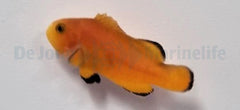 Amphiprion ocellaris (Naked)  - T.B.