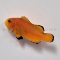 Amphiprion ocellaris (Naked)  - T.B.