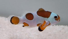 Amphiprion ocellaris (Orange Storm) - DJM Bred