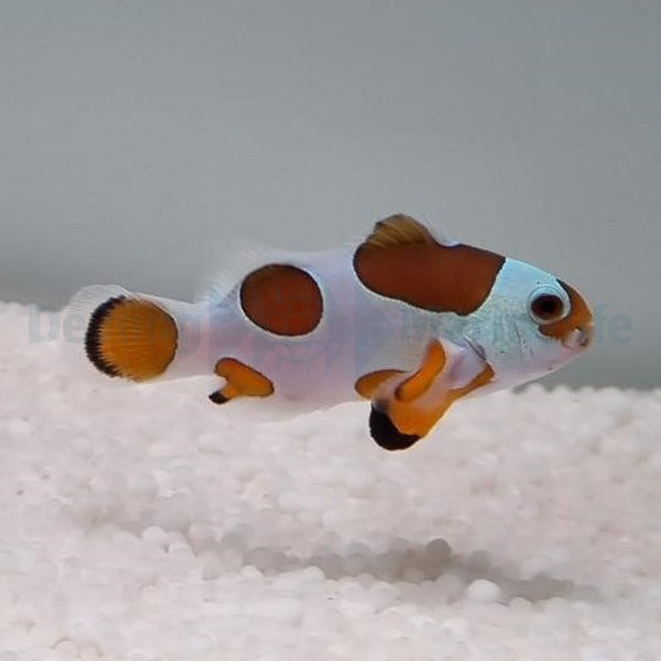 Amphiprion ocellaris (Orange Storm) - DJM Bred