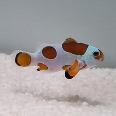 Amphiprion ocellaris (Orange Storm) - DJM Bred