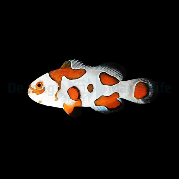 Amphiprion ocellaris (Orange Storm) - DJM Bred