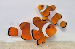 Amphiprion ocellaris (pair)