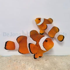Amphiprion ocellaris (pair)