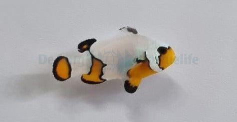 Amphiprion ocellaris (Premium Snowflake) - DJM Bred