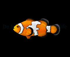 Amphiprion ocellaris (Snowflake) - DJM Bred