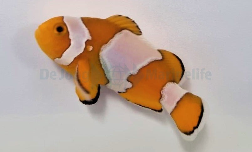 Amphiprion ocellaris (Snowflake) - DJM Bred