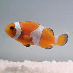 Amphiprion ocellaris (Tangerine) - T.B.