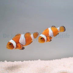 Amphiprion ocellaris (Tangerine) (Pair) - T.B.
