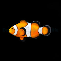 Amphiprion ocellaris