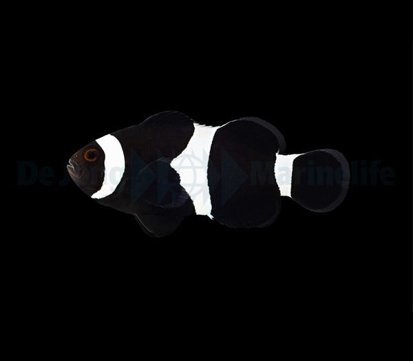 Amphiprion ocellaris (Darwin) - DJM Bred