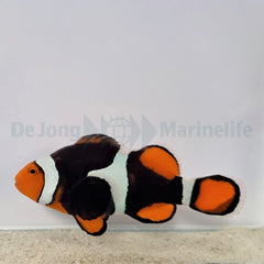 Amphiprion percula (Black) PNG