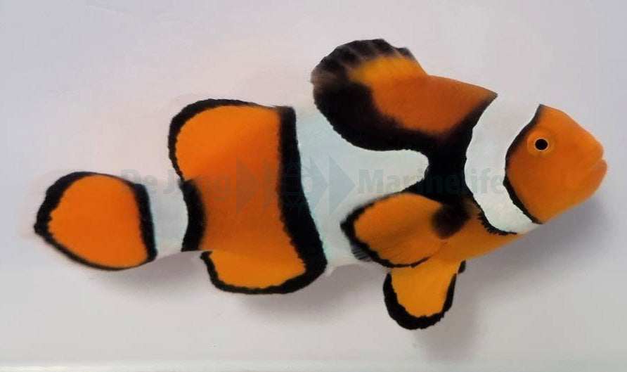 Amphiprion percula (Black) PNG