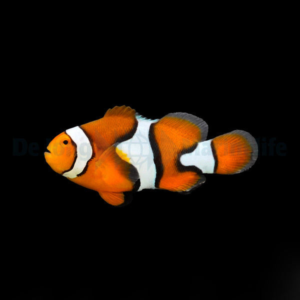 Amphiprion percula - T.B.