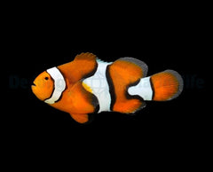 Amphiprion percula (Black) - T.B.