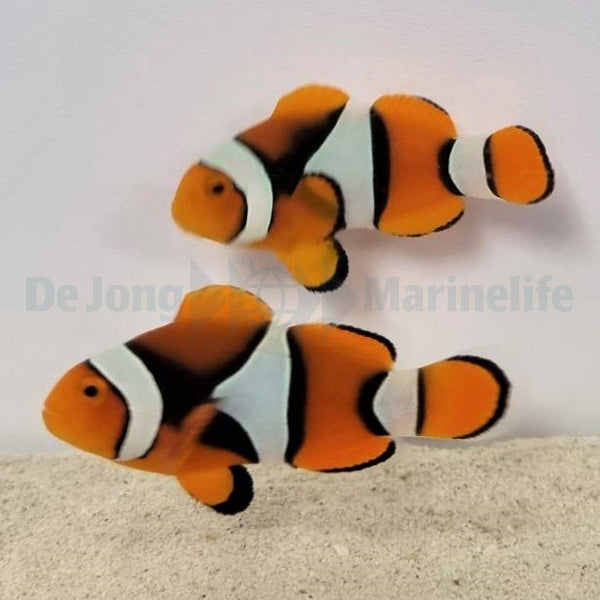 Amphiprion percula (Black) (pair)