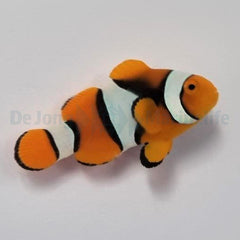 Amphiprion percula (Black)
