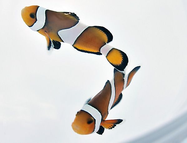 Amphiprion percula