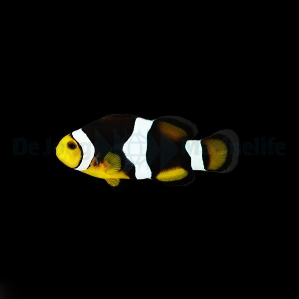 Amphiprion percula (Onyx) - DJM Bred