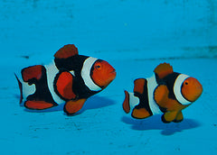 Amphiprion percula (Black) PNG (pair)
