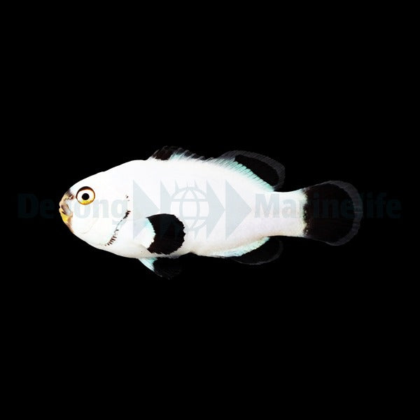 Amphiprion percula (Platinum) - DJM Bred