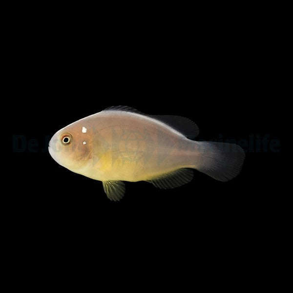 Amphiprion perideraion (Domino) - DJM Bred