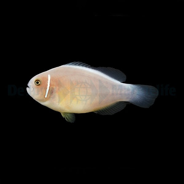 Amphiprion perideraion - DJM Bred