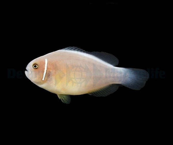 Amphiprion perideraion - DJM Bred