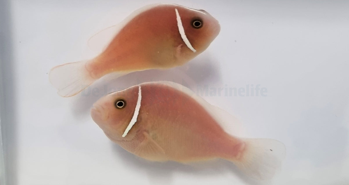 Amphiprion perideraion (pair)