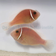 Amphiprion perideraion (pair)