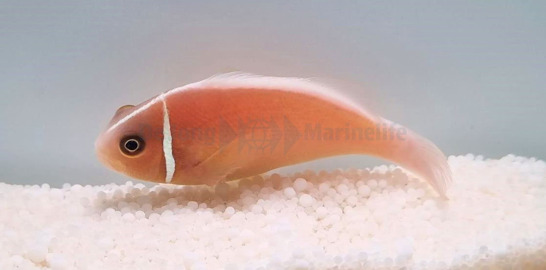 Amphiprion perideraion