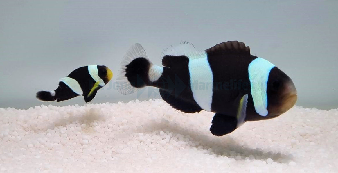 Amphiprion polymnus (pair)