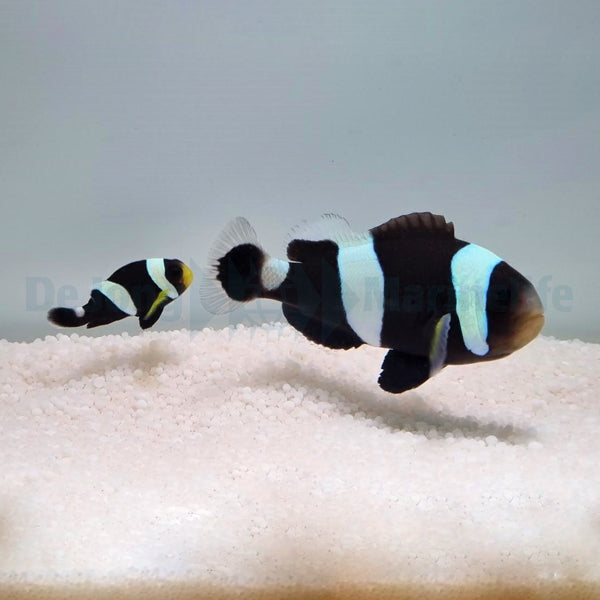 Amphiprion polymnus (pair)