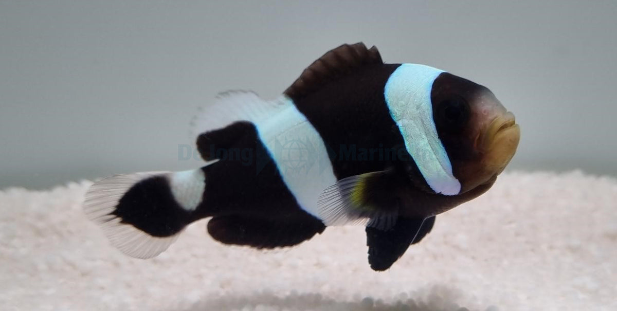 Amphiprion polymnus