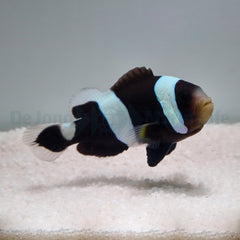 Amphiprion polymnus