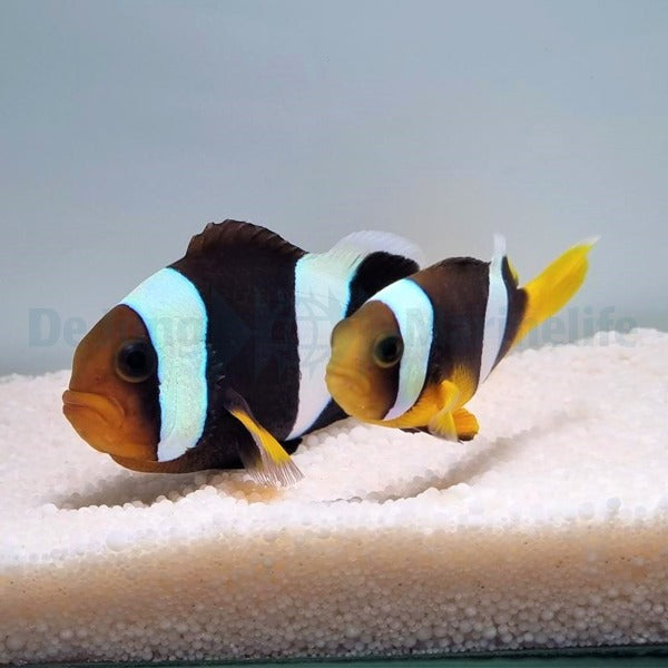 Amphiprion sebae (pair)