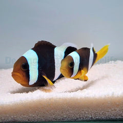 Amphiprion sebae (pair)