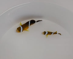Amphiprion tricinctus (pair)